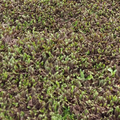 Leptinella squalida 'Platt's black'