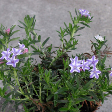 Glandora diffusa 'Star'®