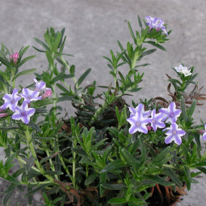 Glandora diffusa 'Star'®