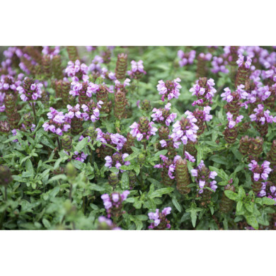 Prunella grandiflora 'Bella Pink'