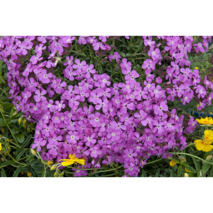 Saponaria 'Bressingham'