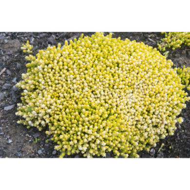 Sedum acre 'Aureum'