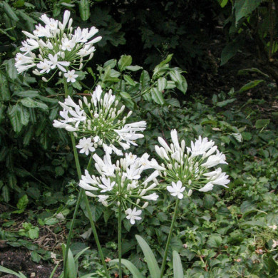 Agapanthus africanus 'Albus'