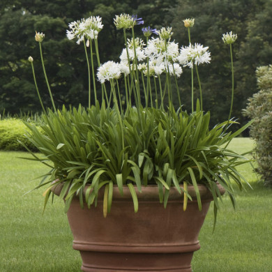 Agapanthus africanus 'Albus'
