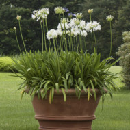 Agapanthus africanus 'Albus'