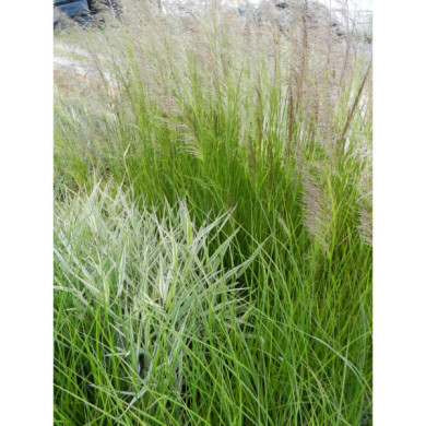Deschampsia cespitosa 'Schottland'