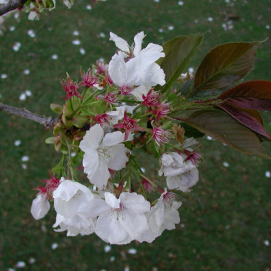Prunus serrulata 'Taihaku'