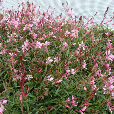 Gaura lindheimeri 'Gaudi Pink'