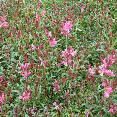 Gaura lindheimeri 'Gaudi Red'