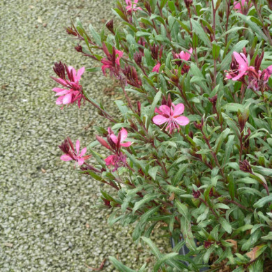 Gaura lindheimeri 'Redgapi' LILLIPOP PINK