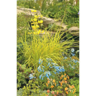 Carex elata 'Aurea'