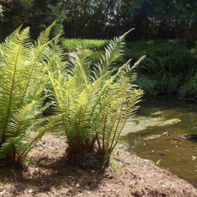 Dryopteris wallichiana