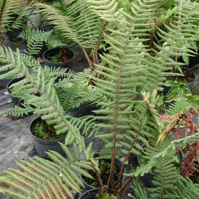 Dryopteris wallichiana