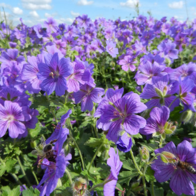 Geranium x magnificum 'Rosemoor'
