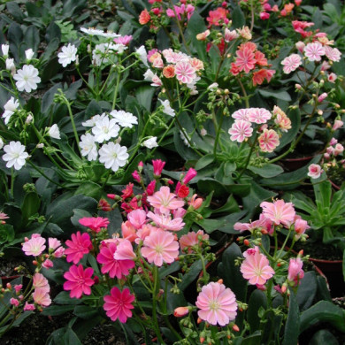 Lewisia cotyledon