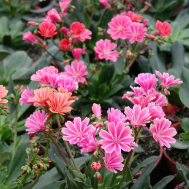 Lewisia cotyledon