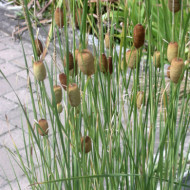 Typha laxmannii
