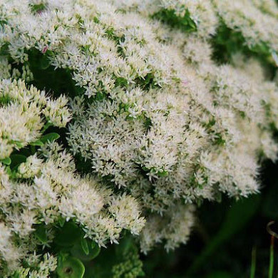 Sedum spectabile 'Stardust'