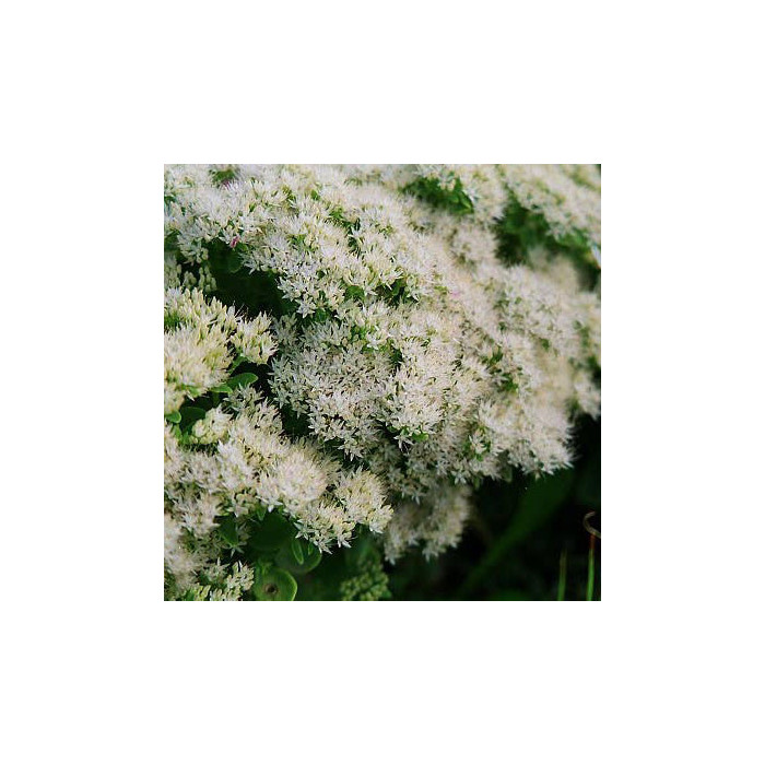 Sedum spectabile 'Stardust'
