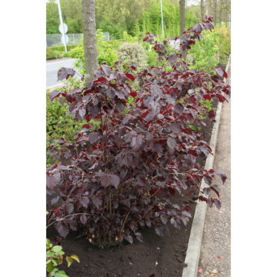 Corylus maxima 'Purpurea'