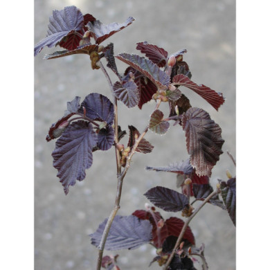 Corylus maxima 'Purpurea'