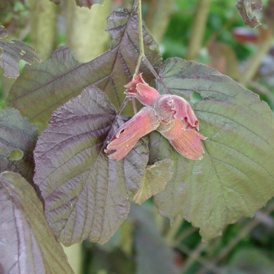 Corylus maxima 'Purpurea'