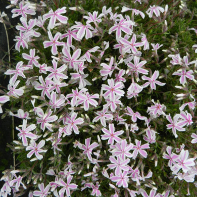 Phlox subulata 'Tamaongalei'