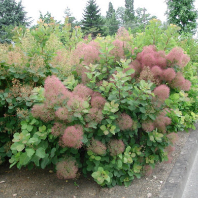 Cotinus coggygria Rubrifolius Group