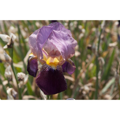 Iris 'Indian Chief'