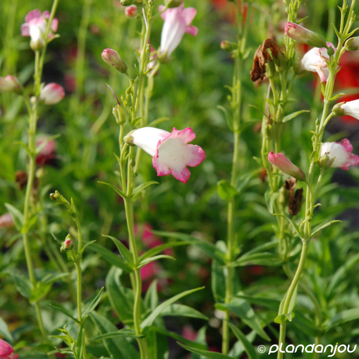 Penstemon 'Apple Blossom'