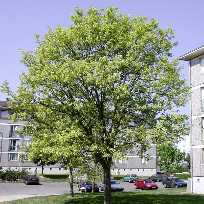 Acer pseudoplatanus 'Leopoldii'