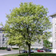 Acer pseudoplatanus 'Leopoldii'