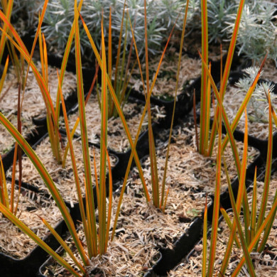 Libertia peregrinans