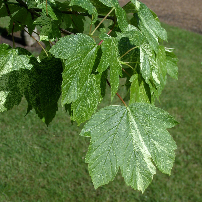Acer pseudoplatanus 'Leopoldii'