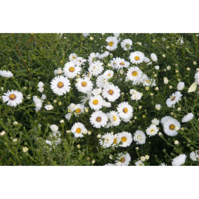 Aster novi belgii 'White Ladies'
