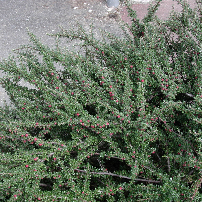 Cotoneaster microphyllus