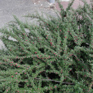 Cotoneaster microphyllus