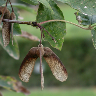 Acer griseum