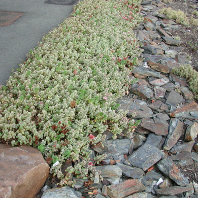 Sedum spurium 'Variegatum'