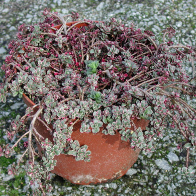 Sedum spurium 'Variegatum'
