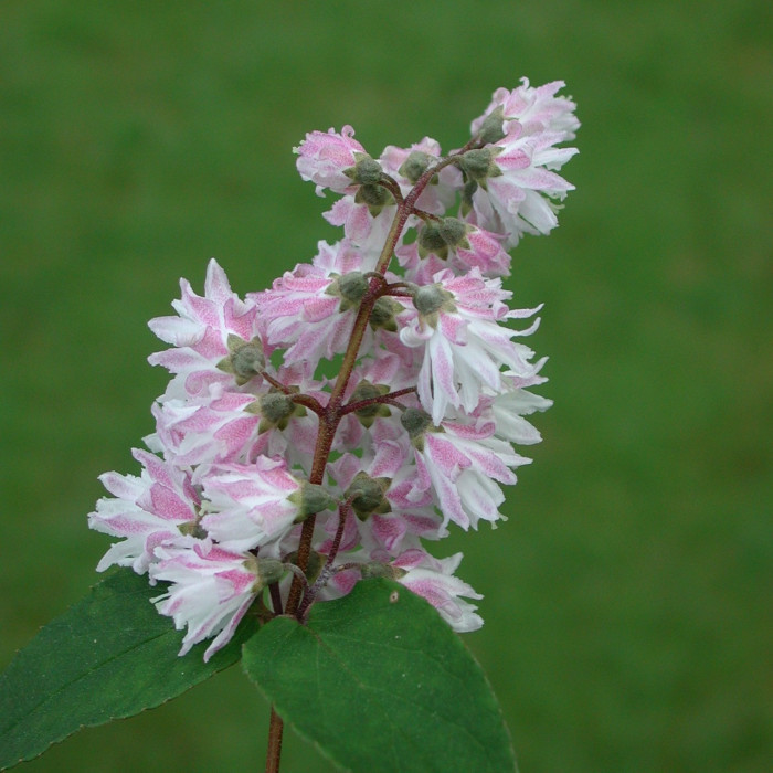 Deutzia x hybrida 'Mont Rose'
