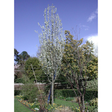 Pyrus calleryana 'Capital'
