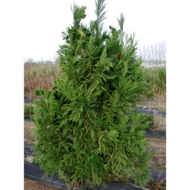 Cryptomeria japonica 'Cristata'