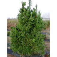 Cryptomeria japonica 'Cristata'