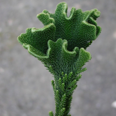 Cryptomeria japonica 'Cristata'