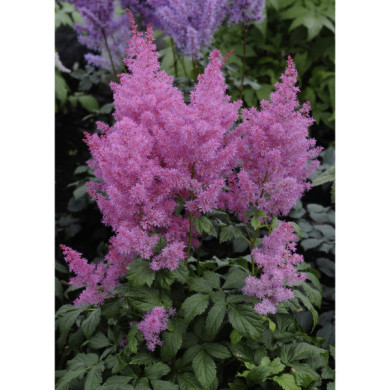 Astilbe chinensis 'Pumila'