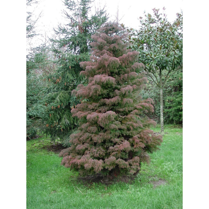 Cryptomeria japonica 'Elegans'