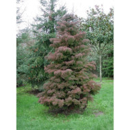 Cryptomeria japonica 'Elegans'