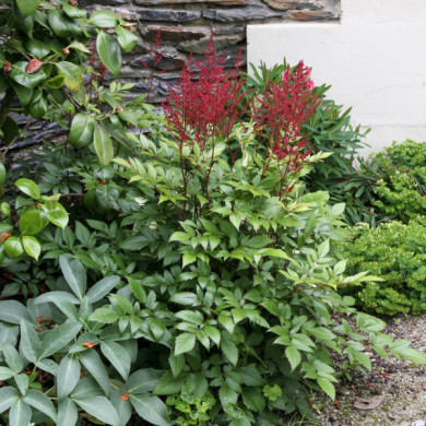 Astilbe 'Fanal'