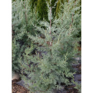 Cupressus arizonica 'Fastigiata'